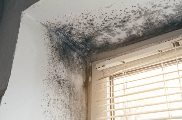 Affordable Attic Mold Remediation solutions in Riverton, NJ
